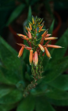 Güzel nadir çiçek Aloe vera bitki şaşırtıcı, tropikal yeşil bitkiler sıcak hava acı. Scarlet inanç bir çiçek. Seçici odak