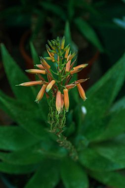 Güzel nadir çiçek Aloe vera bitki şaşırtıcı, tropikal yeşil bitkiler sıcak hava acı. Scarlet inanç bir çiçek. Seçici odak