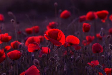 Vahşi alanda çiçek kırmızı haşhaş çiçeği. Seçici odak ile güzel alan kırmızı haşhaş. Yumuşak ışık kırmızı dönüştürülmesini anlatanlar gibi. Haşhaş. Kırmızı haşhaş Glade. Tonlama. Yaratıcı karanlık düşük anahtar işleme