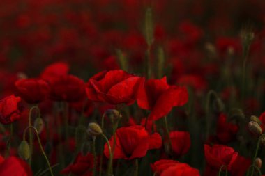 Vahşi alanda çiçek kırmızı haşhaş çiçeği. Seçici odak ile güzel alan kırmızı haşhaş. Yumuşak ışık kırmızı dönüştürülmesini anlatanlar gibi. Haşhaş. Kırmızı haşhaş Glade. Tonlama. Yaratıcı karanlık düşük anahtar işleme