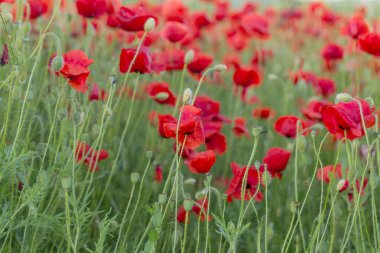 Vahşi alanda çiçek kırmızı haşhaş çiçeği. Seçici odak ile güzel alan kırmızı haşhaş. Yumuşak ışık kırmızı dönüştürülmesini anlatanlar gibi. Haşhaş. Kırmızı haşhaş Glade. Tonlama. Yaratıcı karanlık düşük anahtar işleme