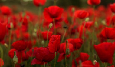 Vahşi alanda çiçek kırmızı haşhaş çiçeği. Seçici odak ile güzel alan kırmızı haşhaş. Yumuşak ışık kırmızı dönüştürülmesini anlatanlar gibi. Haşhaş. Kırmızı haşhaş Glade. Tonlama. Yaratıcı karanlık düşük anahtar işleme