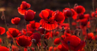 Vahşi alanda çiçek kırmızı haşhaş çiçeği. Seçici odak ile güzel alan kırmızı haşhaş. Yumuşak ışık kırmızı dönüştürülmesini anlatanlar gibi. Haşhaş. Kırmızı haşhaş Glade. Tonlama. Yaratıcı karanlık düşük anahtar işleme