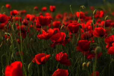 Vahşi alanda çiçek kırmızı haşhaş çiçeği. Seçici odak ile güzel alan kırmızı haşhaş. Yumuşak ışık kırmızı dönüştürülmesini anlatanlar gibi. Haşhaş. Kırmızı haşhaş Glade. Tonlama. Yaratıcı karanlık düşük anahtar işleme