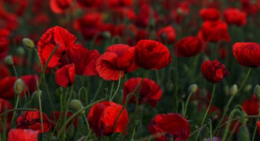 Vahşi alanda çiçek kırmızı haşhaş çiçeği. Seçici odak ile güzel alan kırmızı haşhaş. Yumuşak ışık kırmızı dönüştürülmesini anlatanlar gibi. Haşhaş. Kırmızı haşhaş Glade. Tonlama. Yaratıcı karanlık düşük anahtar işleme