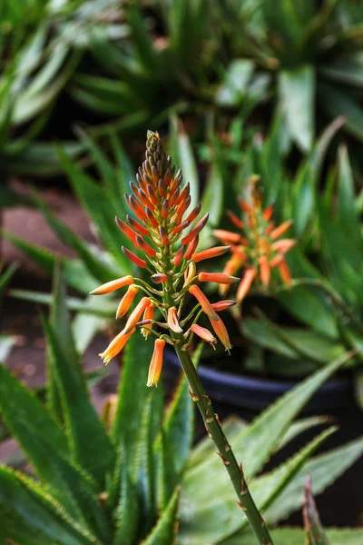 Increíbles Hermosas Flores Raras Plantas Aloe Vera Plantas Tropicales Verdes — Foto de Stock