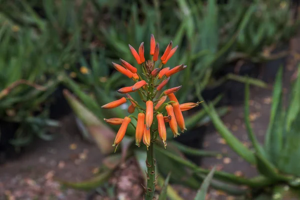 Increíbles Hermosas Flores Raras Plantas Aloe Vera Plantas Tropicales Verdes — Foto de Stock