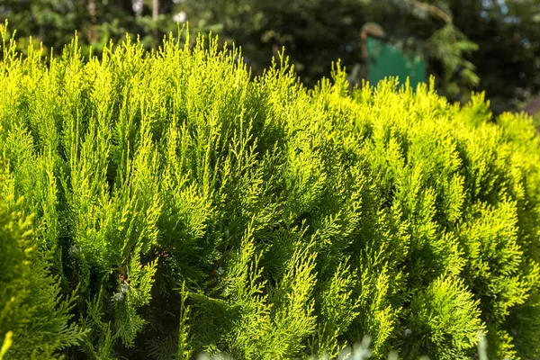 Foto Que Representa Rama Enebro Floreciendo Primavera Fructificando Nuevos Brunches —  Fotos de Stock