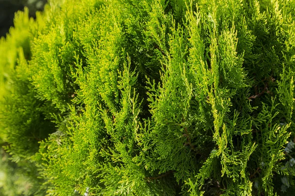 ジュニパーは 春の花の枝を描いた写真結実します 庭にぼかした背景に常緑のジュニパーの新しい新鮮なブランチ ジュニパーの枝に果実が熟します 漢方薬 — ストック写真