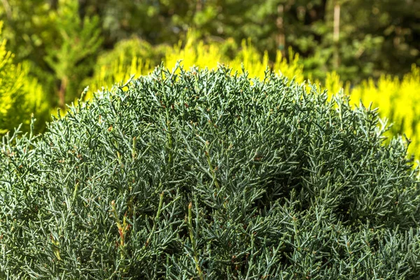 Foto Que Representa Rama Enebro Floreciendo Primavera Fructificando Nuevos Brunches — Foto de Stock