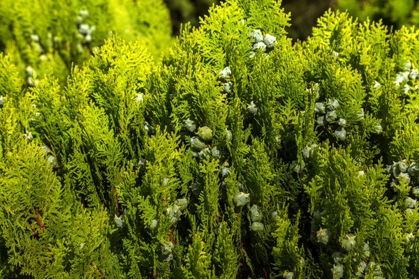 Foto Raffigurante Ramo Ginepro Che Sboccia Primavera Fruttificando Nuovi Brunch — Foto Stock