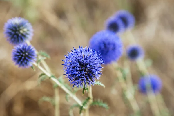 Травянистые Растения Milk Thistle Silybum Marianum Поле Мощностью Мариан Молочный — стоковое фото