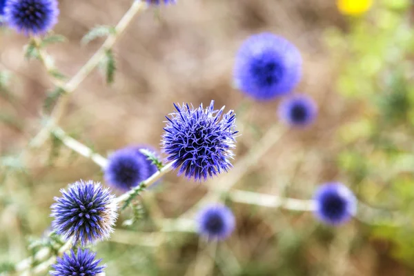 Травянистые Растения Milk Thistle Silybum Marianum Поле Мощностью Мариан Молочный — стоковое фото