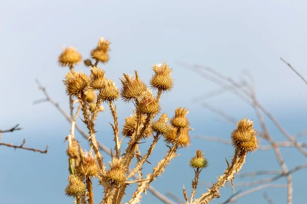 草本植物 オオアザミ マリアアザミ 力を持つフィールド マリアン オオアザミ 薬用植物 種子の成熟したドライフラワーの乾燥成熟した頭アザミの花 — ストック写真