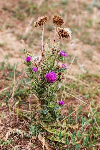 Herbaceous plants \