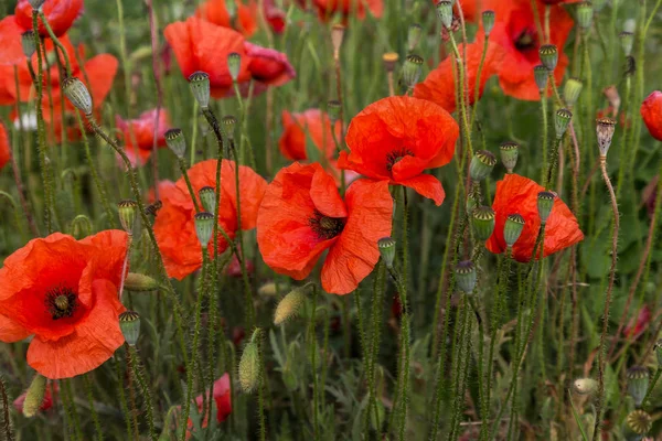 Blumen Roter Mohn Blühen Auf Wildem Feld Schöne Rote Feldmohn — Stockfoto