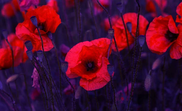 無人の野に咲く赤いケシの花 選択的なフォーカスを持つ美しいフィールド赤いケシ 柔らかな光 ファッショナブルなクリエイティブの調子を整えます 暗い低いキーで創造的な処理をします カードの花の背景 — ストック写真