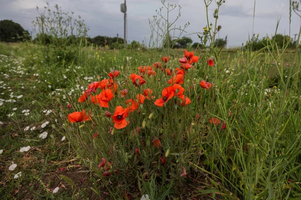 Blumen Roter Mohn Blühen Auf Wildem Feld Schöne Rote Feldmohn — Stockfoto