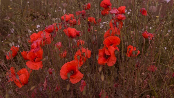 Kırmızı Haşhaş Vahşi Sahada Çiçek Çiçekler Seçici Odak Ile Güzel — Stok fotoğraf