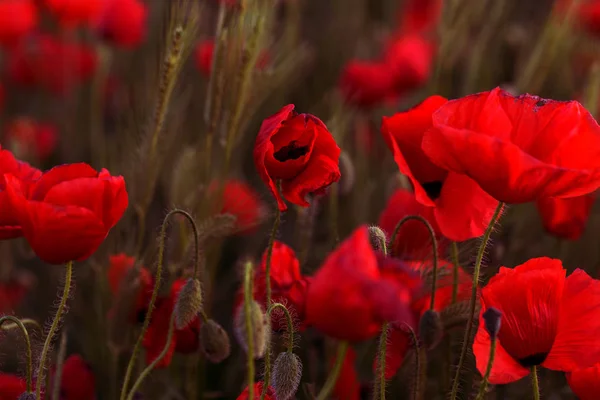 Flowers Red Poppies Blossom Wild Field Beautiful Field Red Poppies — Stock Photo, Image