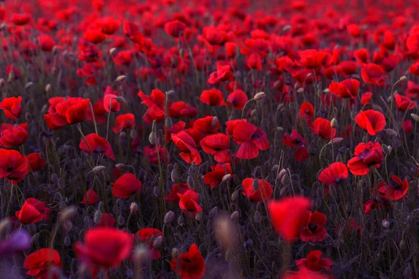 Fleurs Coquelicot Rouge Fleurit Sur Champ Sauvage Beau Champ Coquelicots — Photo