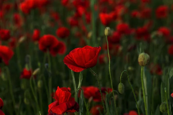 Blüht Roter Mohn Auf Wildem Feld Schöne Rote Feldmohn Mit — Stockfoto