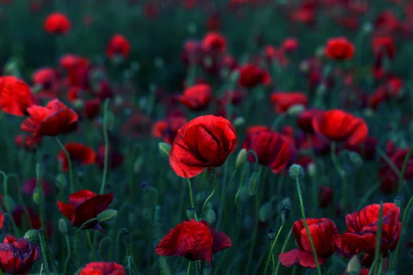Blüht Roter Mohn Auf Wildem Feld Schöne Rote Feldmohn Mit — Stockfoto