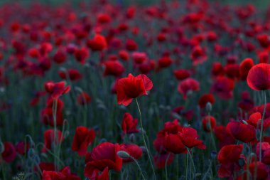 Vahşi alanda çiçek kırmızı haşhaş çiçeği. Seçici odak ile güzel alan kırmızı haşhaş. Yumuşak ışık kırmızı dönüştürülmesini anlatanlar gibi. Haşhaş. Kırmızı haşhaş Glade. Tonlama. Yaratıcı karanlık düşük anahtar işleme
