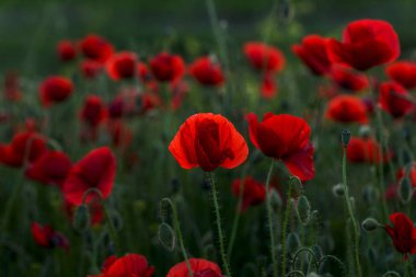 Vahşi alanda çiçek kırmızı haşhaş çiçeği. Seçici odak ile güzel alan kırmızı haşhaş. Yumuşak ışık kırmızı dönüştürülmesini anlatanlar gibi. Haşhaş. Kırmızı haşhaş Glade. Tonlama. Yaratıcı karanlık düşük anahtar işleme