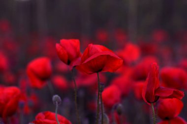 Vahşi alanda çiçek kırmızı haşhaş çiçeği. Seçici odak ile güzel alan kırmızı haşhaş. Yumuşak ışık kırmızı dönüştürülmesini anlatanlar gibi. Haşhaş. Kırmızı haşhaş Glade. Tonlama. Yaratıcı karanlık düşük anahtar işleme