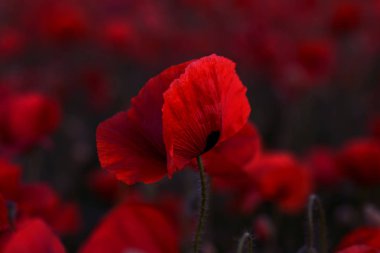 Vahşi alanda çiçek kırmızı haşhaş çiçeği. Seçici odak ile güzel alan kırmızı haşhaş. Yumuşak ışık kırmızı dönüştürülmesini anlatanlar gibi. Haşhaş. Kırmızı haşhaş Glade. Tonlama. Yaratıcı karanlık düşük anahtar işleme