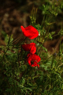 Vahşi alanda çiçek kırmızı haşhaş çiçeği. Seçici odak ile güzel alan kırmızı haşhaş. Yumuşak ışık kırmızı dönüştürülmesini anlatanlar gibi. Haşhaş. Kırmızı haşhaş Glade. Tonlama. Yaratıcı karanlık düşük anahtar işleme