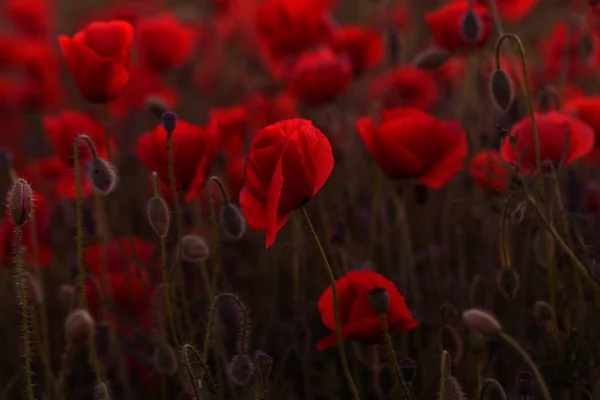 Fleurs Coquelicot Rouge Fleurit Sur Champ Sauvage Beau Champ Coquelicots — Photo