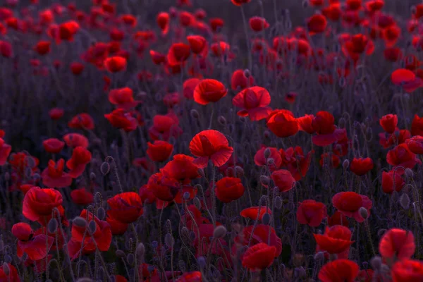 Цветы Красные Маки Цветут Диком Поле Мбаппе Красные Карточки Выборочным — стоковое фото