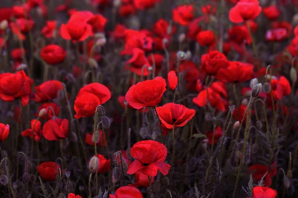 stock image Flowers Red poppies blossom on wild field. Beautiful field red poppies with selective focus. Red poppies in soft light. Opium poppy. Glade of red poppies. Toning. Creative processing in dark low key