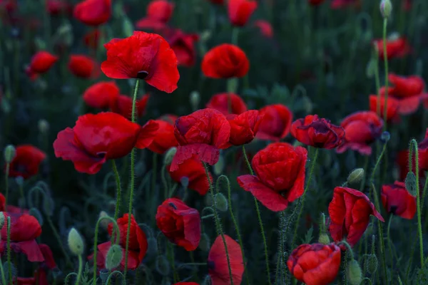 Fleurs Coquelicot Rouge Fleurit Sur Champ Sauvage Beau Champ Coquelicots — Photo