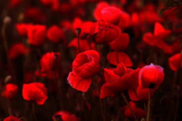 Flowers Red Poppies Blossom Wild Field Beautiful Field Red Poppies — Stock Photo, Image