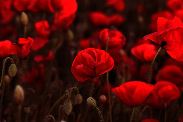 Flowers Red Poppies Blossom Wild Field Beautiful Field Red Poppies — Stock Photo, Image