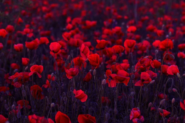 野花盛开在原野上 美丽的田野红罂粟 有选择的焦点 在柔和的光中的红色罂粟 红罂粟林的空地 暗低键的创意加工 — 图库照片