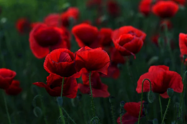 Fleurs Coquelicot Rouge Fleurit Sur Champ Sauvage Beau Champ Coquelicots — Photo