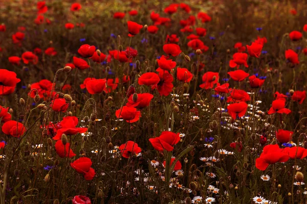 Flowers Red Poppies Blossom Wild Field Beautiful Field Red Poppies — Stock Photo, Image