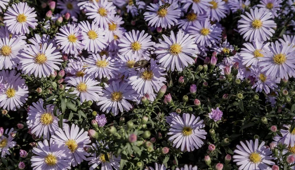 알파인과 Aster Alpinus 보라색 꽃으로 식물입니다 정원을 다년생 식물입니다 분홍색 — 스톡 사진