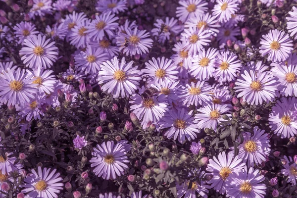 Alpine Aster Aster Alpinus Dekorativa Trädgård Växt Med Lila Blommor — Stockfoto