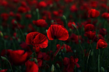 Vahşi alanda çiçek kırmızı haşhaş çiçeği. Seçici odak ile güzel alan kırmızı haşhaş. Yumuşak ışık kırmızı dönüştürülmesini anlatanlar gibi. Haşhaş. Kırmızı haşhaş Glade. Tonlama. Yaratıcı karanlık düşük anahtar işleme