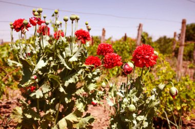 Kırmızı haşhaş vahşi sahada çiçek çiçekler. Seçici odak ile güzel alan kırmızı haşhaş. Yumuşak ışık kırmızı dönüştürülmesini anlatanlar gibi. Haşhaş. Glade haşhaş kapsül. Haşhaş çiçek ve alandaki yeşil Koza