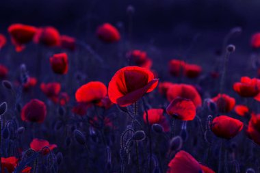 Vahşi alanda çiçek kırmızı haşhaş çiçeği. Seçici odak ile güzel alan kırmızı haşhaş. Yumuşak ışık kırmızı dönüştürülmesini anlatanlar gibi. Haşhaş. Kırmızı haşhaş Glade. Tonlama. Yaratıcı karanlık düşük anahtar işleme