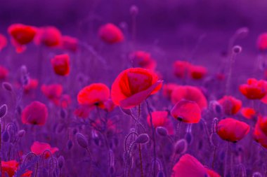 Vahşi alanda çiçek kırmızı haşhaş çiçeği. Seçici odak ile güzel alan kırmızı haşhaş. Yumuşak ışık kırmızı dönüştürülmesini anlatanlar gibi. Haşhaş. Kırmızı haşhaş Glade. Tonlama. Yaratıcı karanlık düşük anahtar işleme