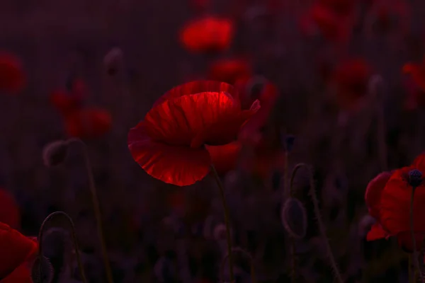 無人の野の花が赤いケシ 選択的なフォーカスを持つ美しいフィールド赤いケシ 柔らかな光で赤いケシの花 赤いケシの空き地 調子を整えます 暗い低いキーで創造的な処理 — ストック写真