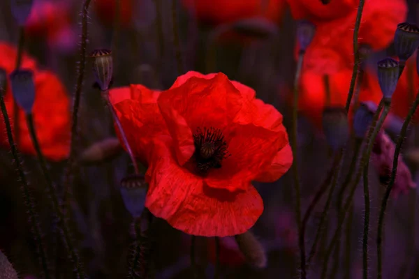 無人の野の花が赤いケシ 選択的なフォーカスを持つ美しいフィールド赤いケシ 柔らかな光 調子を整えます 暗い低いキーで創造的な処理 — ストック写真