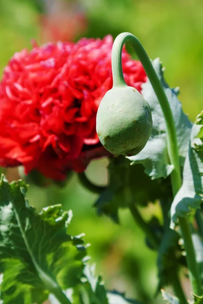 Flowers Red poppies bloom on wild field. Beautiful field red poppies with selective focus. Red poppies in soft light. Opium poppy. Glade Opium poppy capsules. Poppy flower and green cocoons in field